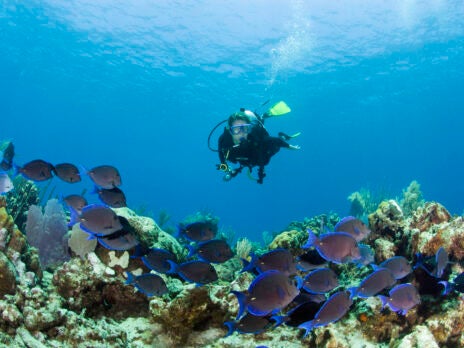 Dive in: Why Turks and Caicos is a prime location for divers